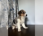 Small #1 Aussie-Corgi