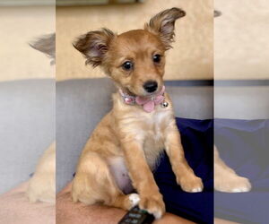 Shih Tzu-Unknown Mix Dogs for adoption in Royal Palm Beach, FL, USA