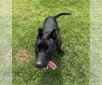 Small #2 German Shepherd Dog-Staffordshire Bull Terrier Mix