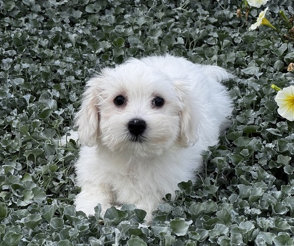 Medium Photo #3 Coton de Tulear Puppy For Sale in CANOGA, NY, USA