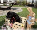 Small Photo #23 Labrador Retriever Puppy For Sale in MIAMI, FL, USA