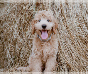 Goldendoodle (Miniature) Dogs for adoption in SOPHIA, NC, USA