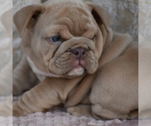 Bulldog Puppy for Sale in BAYTOWN, Texas USA