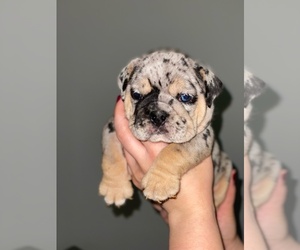 English Bulldog Puppy for sale in ORLANDO, FL, USA