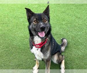 Akita-Siberian Husky Mix Dogs for adoption in Orange, CA, USA