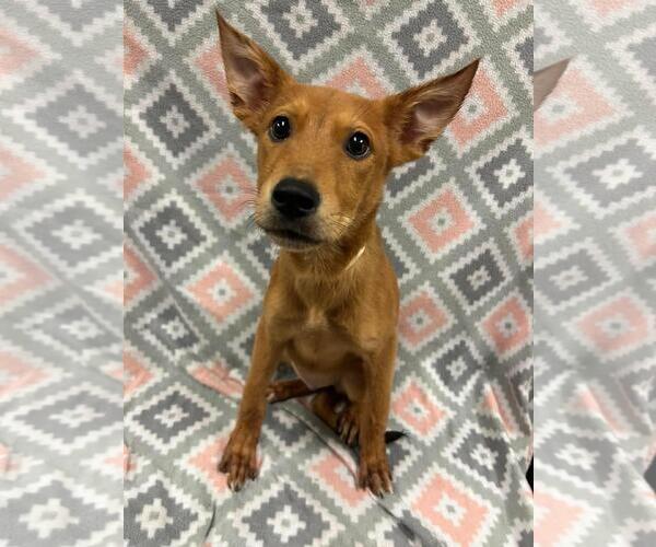 Medium Photo #1 Mutt Puppy For Sale in Rockwall, TX, USA