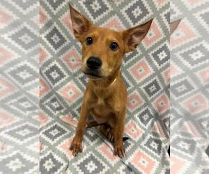 Mutt Dogs for adoption in Rockwall, TX, USA