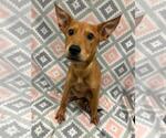 Junebug - Female Mutt Dog for Adoption - Small photo