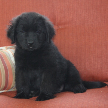 Medium Photo #1 Newfoundland Puppy For Sale in GAP, PA, USA