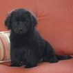 Small Photo #1 Newfoundland Puppy For Sale in GAP, PA, USA
