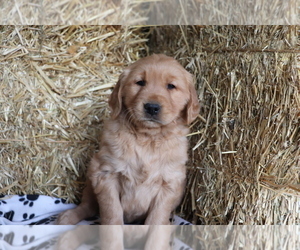 Golden Retriever Puppy for sale in SHILOH, OH, USA