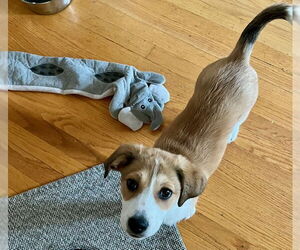 Beagle-Great Pyrenees Mix Dogs for adoption in Plainfield, IL, USA