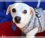 Small #2 Italian Greyhuahua
