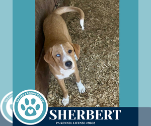 Beagle-Catahoula Leopard Dog Mix Dogs for adoption in Kimberton, PA, USA