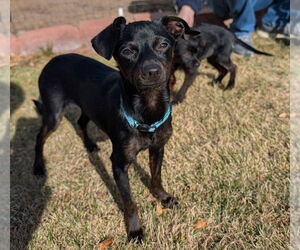 Chiweenie Dogs for adoption in Lakewood, CO, USA