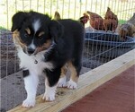 Small Miniature Australian Shepherd