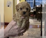 Puppy Max Poodle (Toy)
