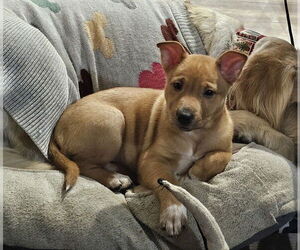 American Pit Bull Terrier-Unknown Mix Dogs for adoption in Sacramento, CA, USA