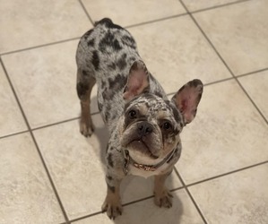 Mother of the French Bulldog puppies born on 06/28/2026