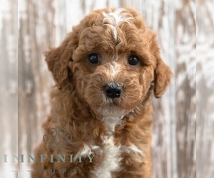 Goldendoodle (Miniature) Puppy for sale in SUNBURY, PA, USA