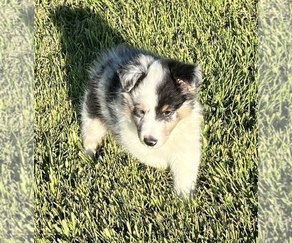 Medium Photo #3 Shetland Sheepdog Puppy For Sale in FORT MORGAN, CO, USA