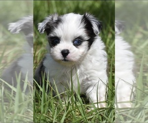 Shih Aussie Puppy for sale in PALM COAST, FL, USA