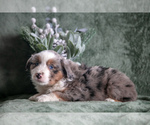Puppy Filo Miniature Australian Shepherd