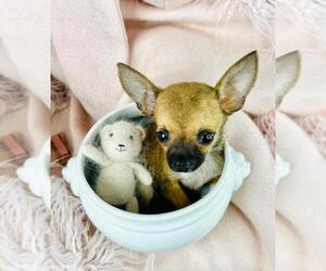 Chihuahua Puppy for sale in MIAMI, FL, USA