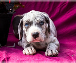 Small #5 Great Dane