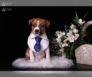 American Staffordshire Terrier Puppy for sale in NEW YORK, NY, USA