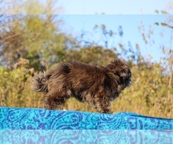 Medium Photo #17 ShihPoo Puppy For Sale in DYERSBURG, TN, USA