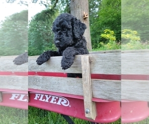 Aussiedoodle Puppy for Sale in YACOLT, Washington USA