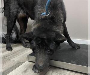 Akita-Unknown Mix Dogs for adoption in Redlands, CA, USA