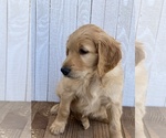 Small Photo #5 Goldendoodle Puppy For Sale in MARBLE FALLS, TX, USA
