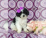 Small Photo #2 Poodle (Miniature) Puppy For Sale in RISING SUN, MD, USA