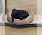 Small #6 Labrador Retriever Mix