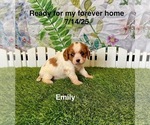 Small #1 Cavalier King Charles Spaniel
