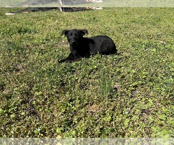 Medium Photo #1 Belgian Malinois Puppy For Sale in GREENVILLE, NC, USA