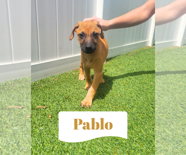 Medium Photo #4 Dachsador Puppy For Sale in Pompano Beach , FL, USA