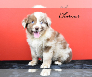 Australian Shepherd Puppy for sale in EASTON, MO, USA