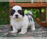 Small #8 Shih Tzu