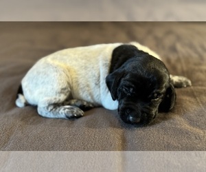 German Shorthaired Pointer Puppy for Sale in WOODLAND PARK, Colorado USA