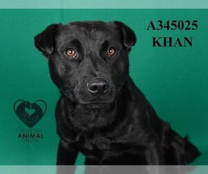 American Pit Bull Terrier-Chinese Shar-Pei Mix Dogs for adoption in Stockton, CA, USA