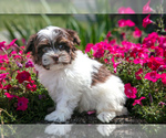 Puppy Theodore Havanese