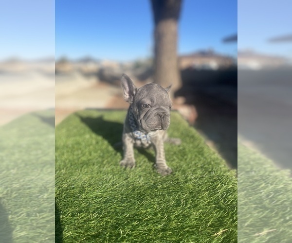 Medium Photo #11 French Bulldog Puppy For Sale in CHATTANOOGA, TN, USA