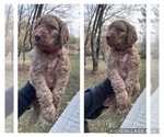 Puppy Phoenix Goldendoodle