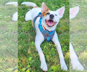 Boxer-Huskies Mix Dogs for adoption in Bellingham, WA, USA