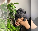 Small Photo #2 Faux Frenchbo Bulldog Puppy For Sale in RIVERSIDE, CA, USA