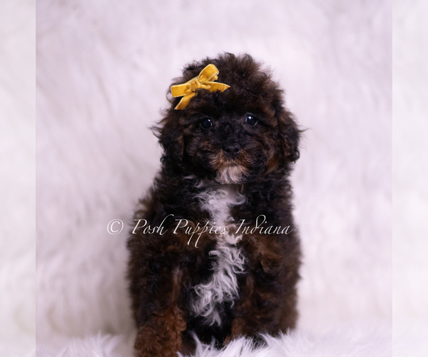 Medium Photo #1 Poodle (Toy) Puppy For Sale in WARSAW, IN, USA