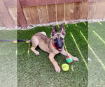 Small #3 German Shepherd Dog Mix